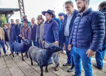 Ovinos da raça Texel são os primeiros a chegar à Expointer