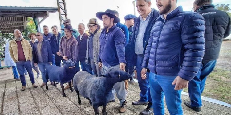 Ovinos da raça Texel são os primeiros a chegar à Expointer