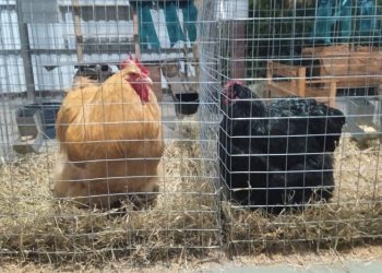 Depois de dois anos, aves e pássaros voltam à Expointer