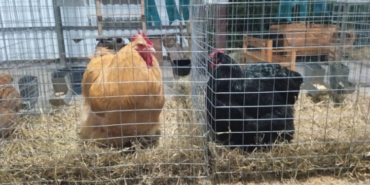 Depois de dois anos, aves e pássaros voltam à Expointer