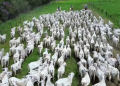 Rebanho bovino mato-grossense cai 2% em 2025