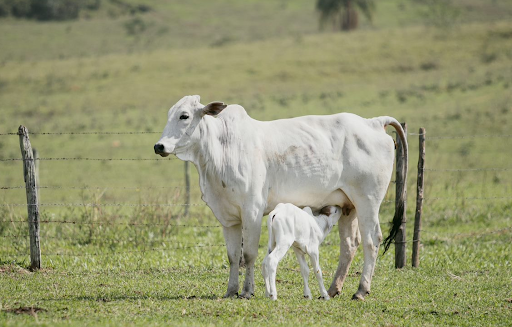 Mato Grosso registra alta nos abates, mas com menor participação de fêmeas