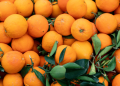 Tarifaço de 50% atinge subprodutos do suco de laranja e prejuízo chega a R$ 1,54 bilhão