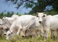 Brasil terá que encontrar novos destinos para carne bovina