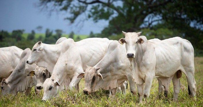 Brasil terá que encontrar novos destinos para carne bovina