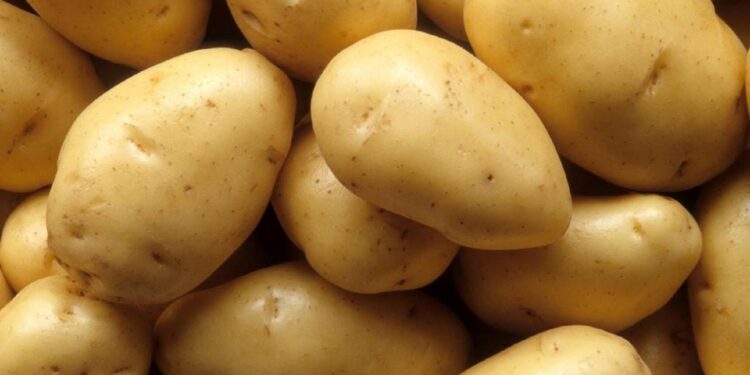 Chuvas reduzem oferta e batata ágata especial dispara até 29,8%