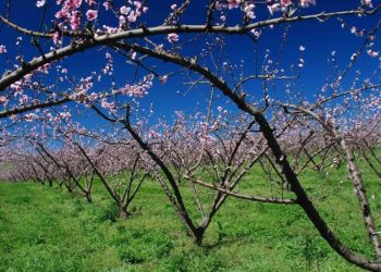 Condições climáticas do inverno favoreceram frutíferas de clima temperado