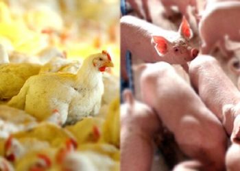 Azerbaijão abre mercado para termoprocessados e é nova oportunidade para aves e suínos do Brasil