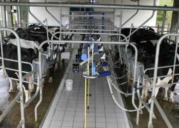 Em época de estiagem, produção de leite aumenta no Brasil