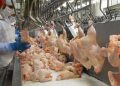 Exportações de carne de frango crescem 3,9% em agosto