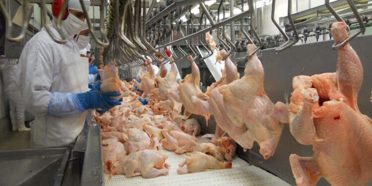 Exportações de carne de frango crescem 3,9% em agosto