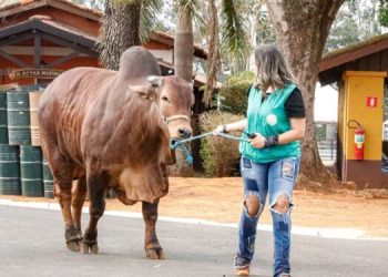 EXPO Rio Preto encerra primeira etapa com mais de mil animais em exposição e cerca de 46 mil visitantes