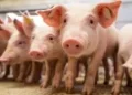 Suinocultura Independente: Mercado inicia outubro estável e otimista com preços para as próximas semanas