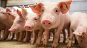 Suinocultura Independente: Mercado inicia outubro estável e otimista com preços para as próximas semanas