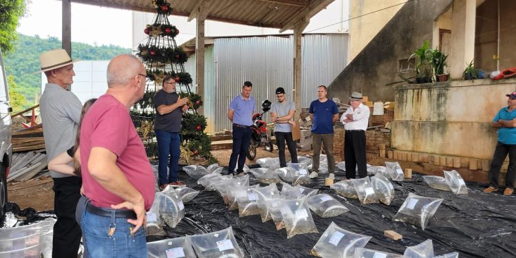 Mais de 10 mil alevinos são entregues a produtores rurais de Marcelino Ramos