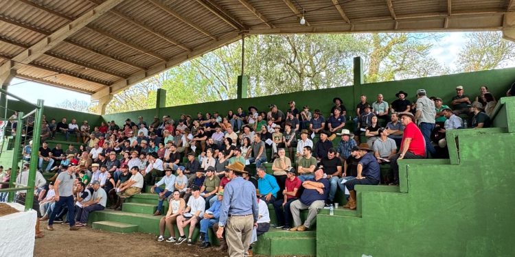 Sucesso no 1º Remate de Gado Geral de Primavera de Machadinho