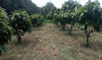 Toda a cadeia produtiva do cacau em SP será avaliada em pesquisa inédita no Brasil