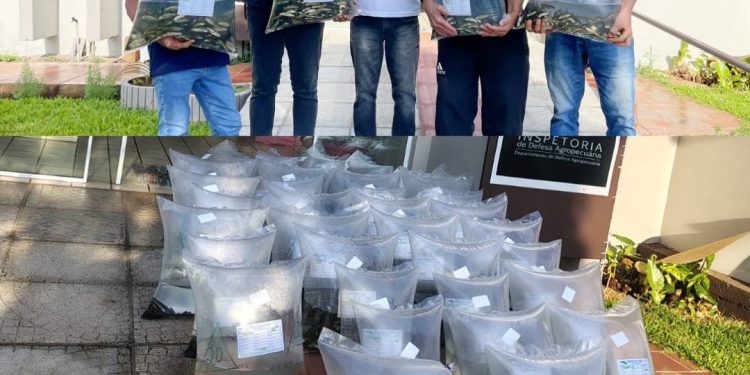Prefeitura de Carlos Gomes distribui 8 mil alevinos a produtores rurais