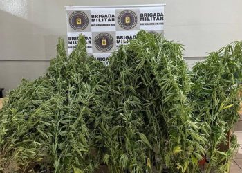 BM apreende pés de maconha e arma em Getúlio Vargas