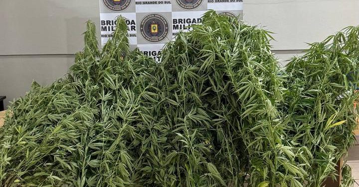 BM apreende pés de maconha e arma em Getúlio Vargas