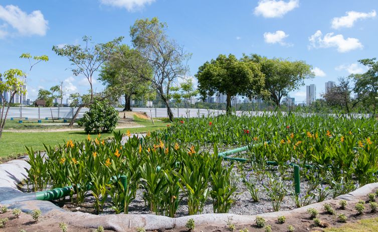 Recife (PE) - Despoluição do riacho do Cavouco, afluente do Rio Capibaribe (PE). Jardins Filtrantes (início de março). Foto: Giselle Cahú/CITinova