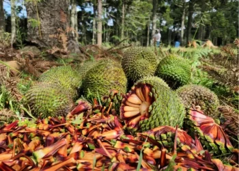Colheita do pinhão é liberada e deve movimentar economia da Serra Catarinense