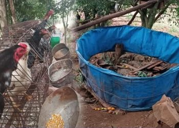 Homem é preso em Trindade do Sul por armas ilegais e maus-tratos a animais