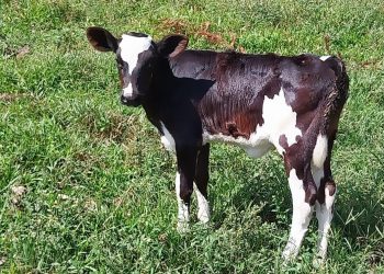 Créditos:  Club FM