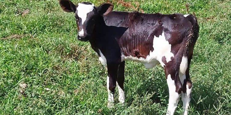 Créditos:  Club FM