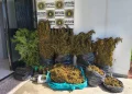 Homem é preso com grande quantidade de maconha em Maximiliano de Almeida