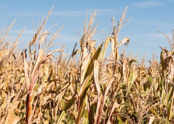 Fórum Norte Gaúcho do Trigo e do Milho reúne especialistas e projeta cenários para o agro em 2026