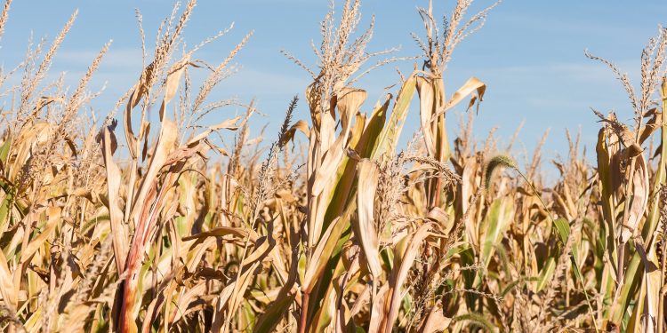 Fórum Norte Gaúcho do Trigo e do Milho reúne especialistas e projeta cenários para o agro em 2026