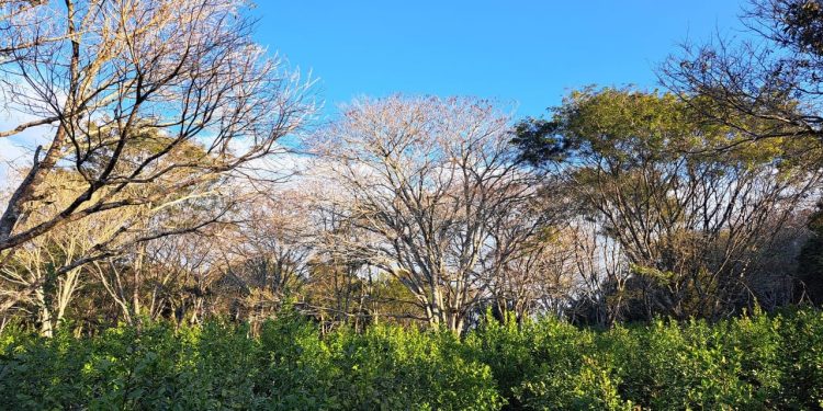 Machadinho sedia abertura oficial da colheita da erva-mate e fórum estadual nesta quinta-feira