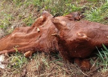 Barracão registra segundo caso de abigeato em menos de uma semana e acende alerta no interior gaúcho