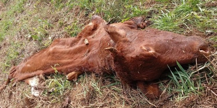Barracão registra segundo caso de abigeato em menos de uma semana e acende alerta no interior gaúcho