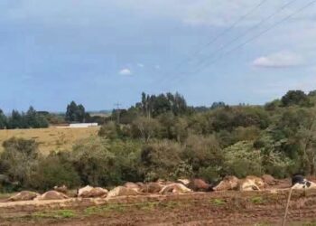 Plantel de 30 vacas morrem eletrocutadas após fio de energia cair sobre rebanho em no Extremo Oeste de Santa Catarina