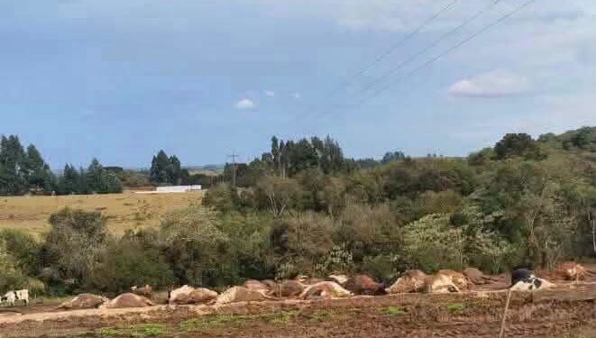 Plantel de 30 vacas morrem eletrocutadas após fio de energia cair sobre rebanho em no Extremo Oeste de Santa Catarina