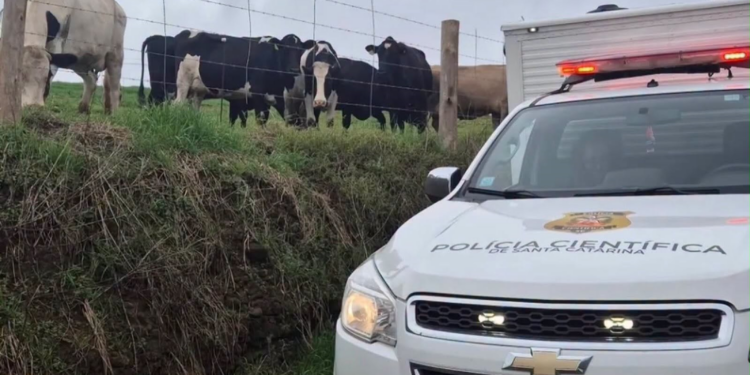 Agricultor morre atingido por animal em Alto Bela Vista (SC), na divisa com Marcelino Ramos