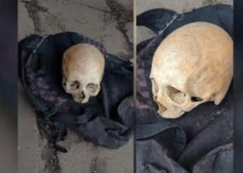 Crânio encontrado em parada de ônibus em São Leopoldo pode ter sido furtado de cemitério