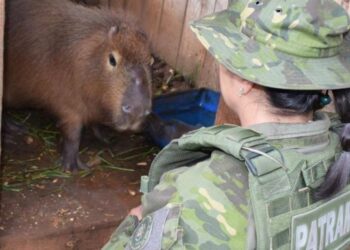 Capivara é resgatada de cativeiro ilegal em Getúlio Vargas
