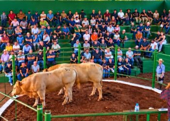 2º Remate de Gado Geral de Primavera movimenta R$ 1,4 milhão em Machadinho