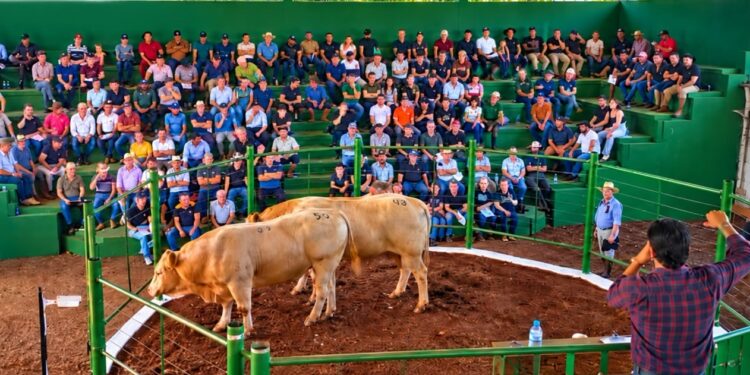 2º Remate de Gado Geral de Primavera movimenta R$ 1,4 milhão em Machadinho
