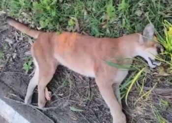 Onça-parda é encontrada morta na ERS-331, em Marcelino Ramos