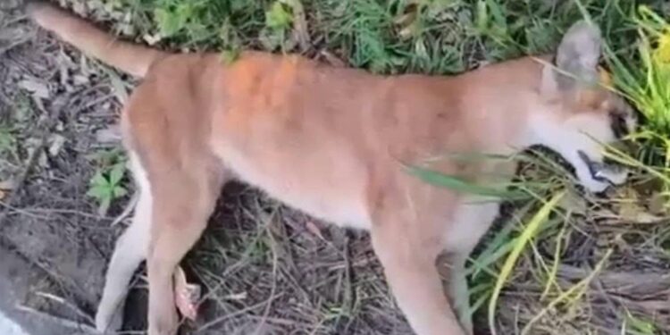 Onça-parda é encontrada morta na ERS-331, em Marcelino Ramos
