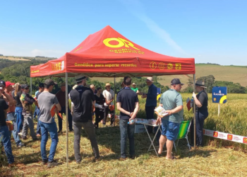 Dia de Campo sobre trigo reúne produtores em Machadinho, apresenta novas tecnologias e fortalece a agricultura