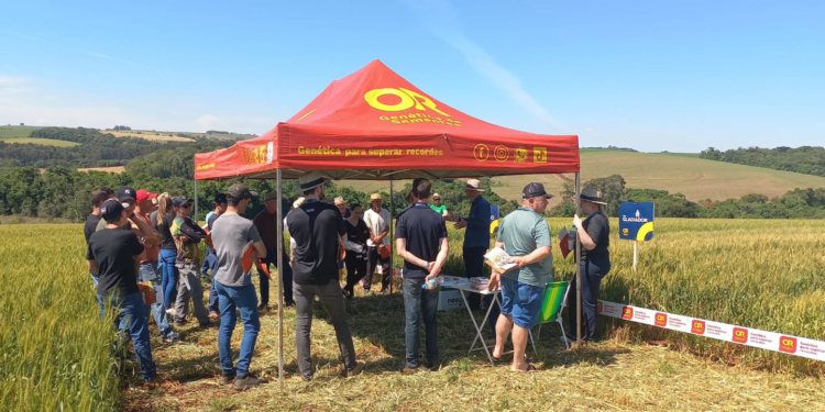 Dia de Campo sobre trigo reúne produtores em Machadinho, apresenta novas tecnologias e fortalece a agricultura