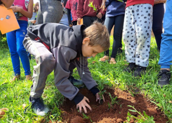 Projeto Raízes da Origem promove valorização da erva-mate nas escolas de Maximiliano de Almeida