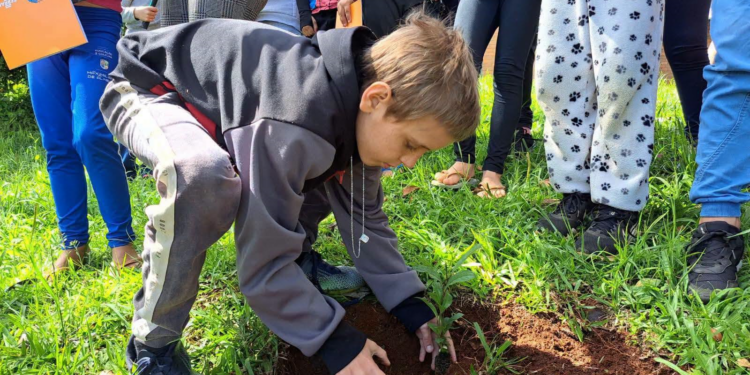 Projeto Raízes da Origem promove valorização da erva-mate nas escolas de Maximiliano de Almeida